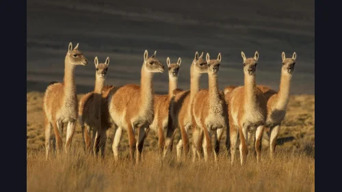 El campo patagónico contra el guanaco: un conflicto que ya no admite postergación