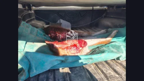 Operativo en la Ruta Nacional N° 3: atrapan a cazadores furtivos y secuestran un vehículo con prohibición para circular