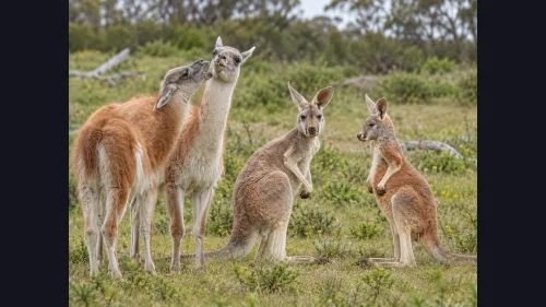 Lo que Australia resolvió con el canguro es la deuda pendiente de la Patagonia con el guanaco