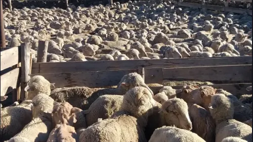 Proponen destinar regalías mineras al fortalecimiento de la producción ovina en Río Negro