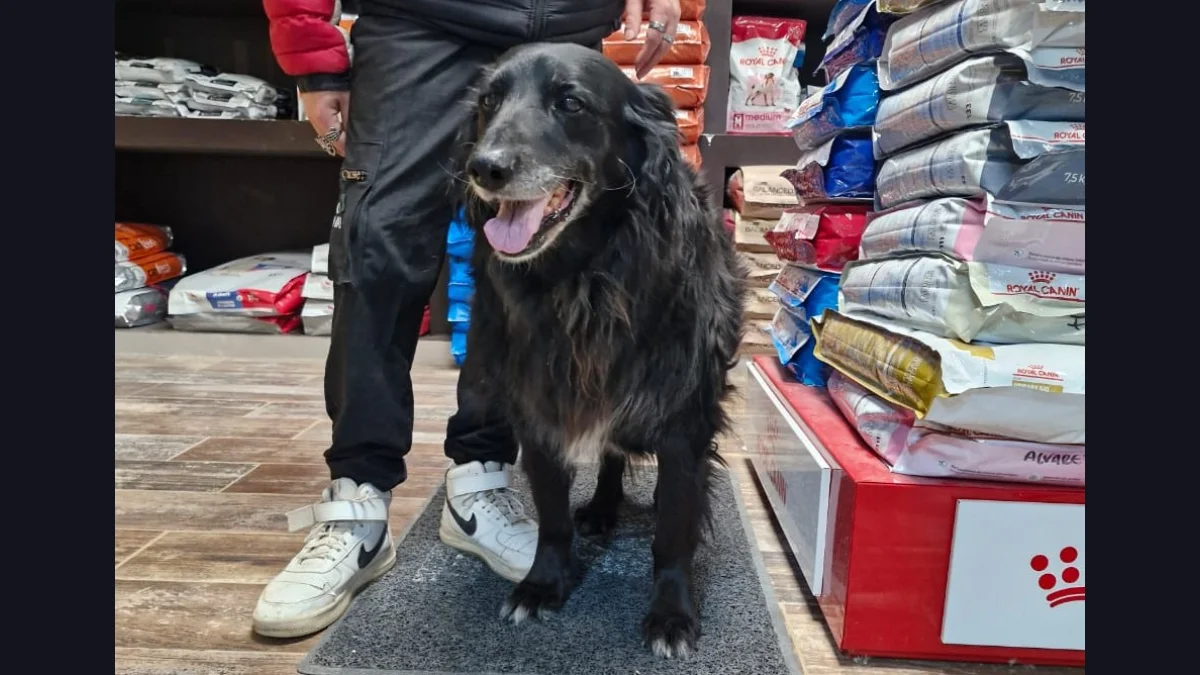Desesperado pedido para salvar a Negrita, una perra que se resiste a rendirse