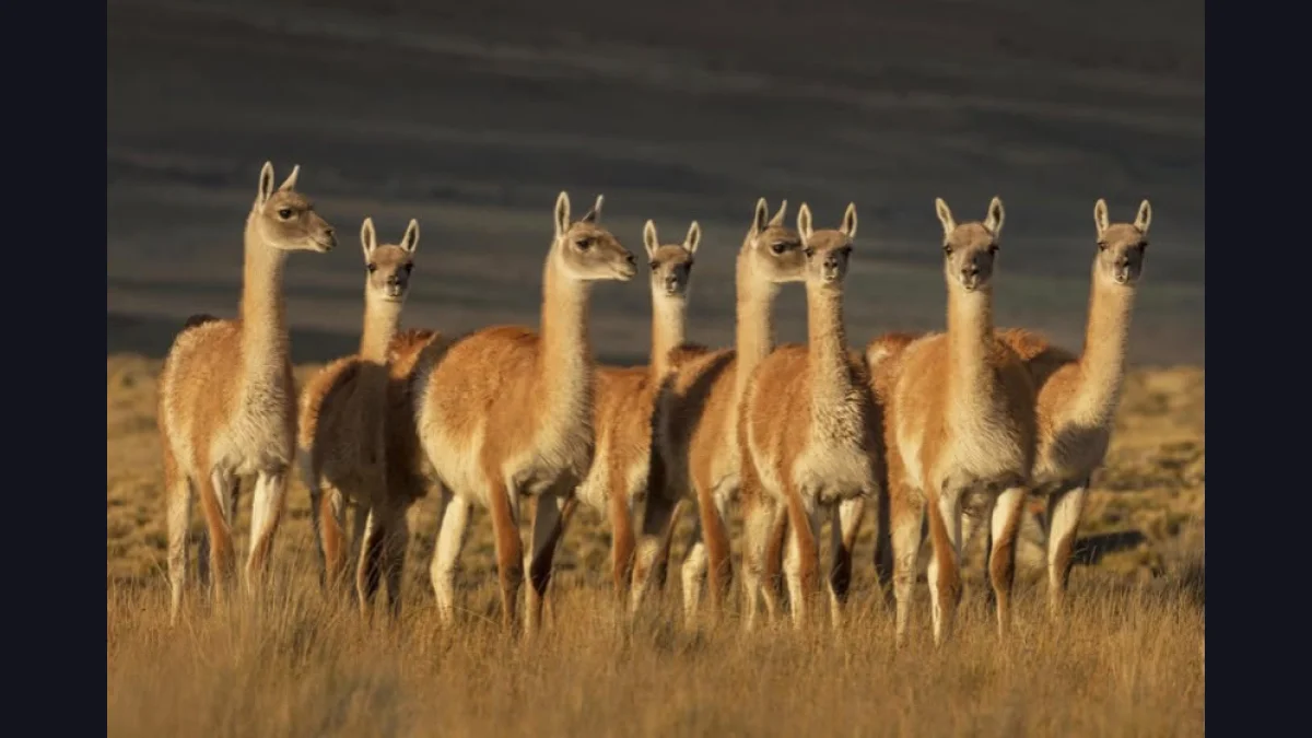 El guanaco patagónico:de problema a oportunidad