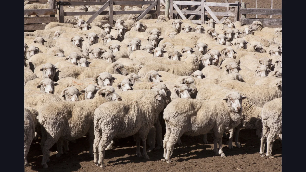 Impulso a la producción agrícola y pecuaria de la Patagonia con estatus diferenciado