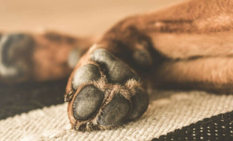 Un nuevo caso de crueldad animal en Comodoro: Prendieron fuego a un perro