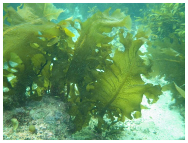 Chubut potencia el desarrollo de biofertilizantes a partir de algas en Camarones