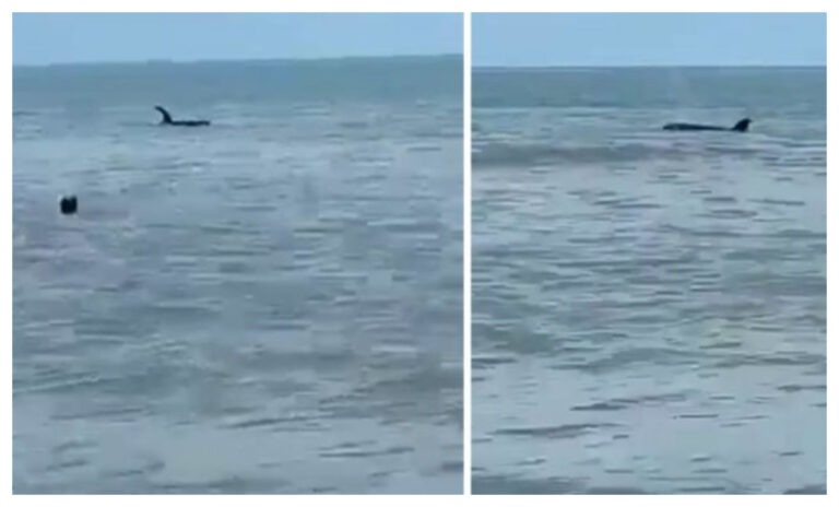 Apareció una orca a pocos metros de la playa del balneario de Monte Hermoso