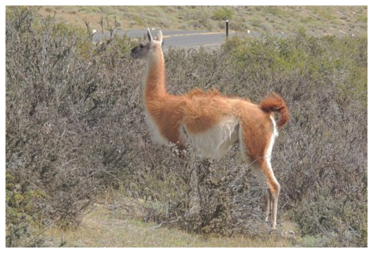 Un turista brasilero resultó herido tras chocar contra un guanaco sobre Ruta 3