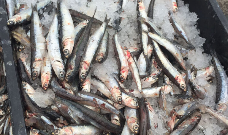Con la captura de anchoita buscan generar una alternativa productiva en Chubut