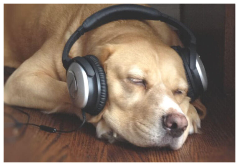 Spotify lanza listas para perros que quedan solos en casa