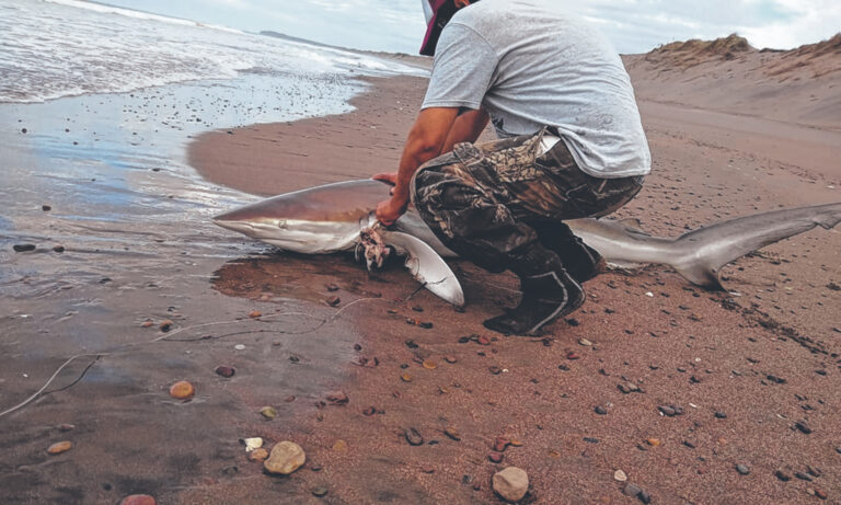 Pescan tiburones y los devuelven al mar para preservar la especie