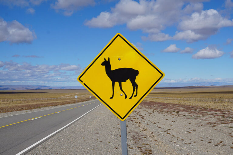 Turistas chilenos chocaron un guanaco en Ruta 3