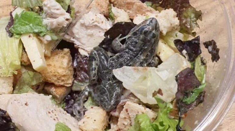Pidió una ensalada en una cadena de comidas y encontró una desagradable sorpresa