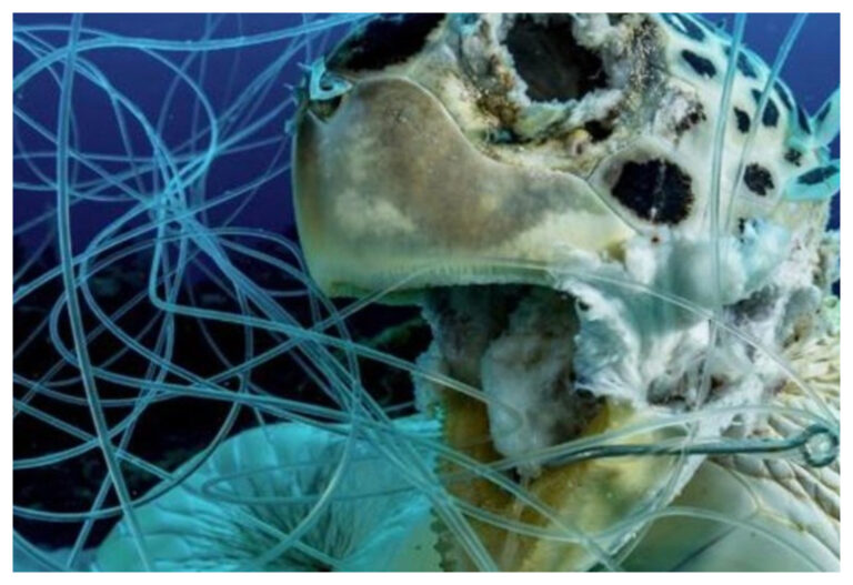 IMPACTANTE: La foto de una tortuga marina muerta enredada en hilos de pesca y anzuelos