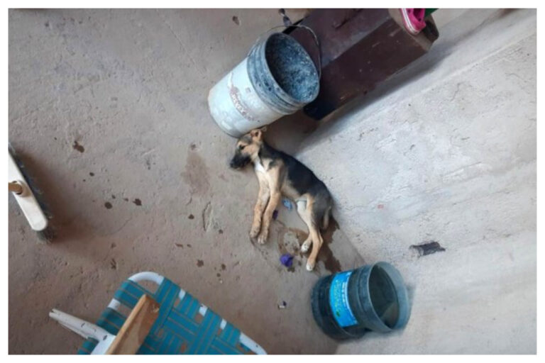 Crueldad: mataron a fierrazos a la cachorra de una familia para entrar a robar