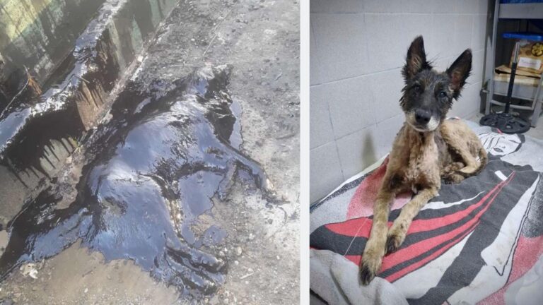 Le salvaron la vida a «Aloe» una perra que cayó en un pozo con brea