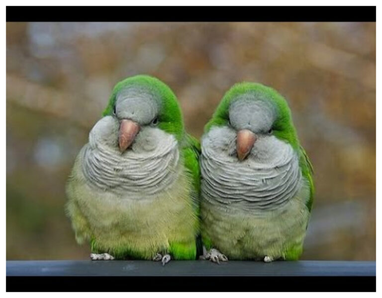 Sacrificarán a más de 12 mil cotorras argentinas en Madrid