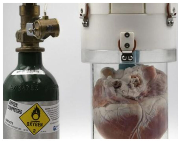 Crean un dispositivo que mantiene vivos los corazones fuera del cuerpo durante 24 horas