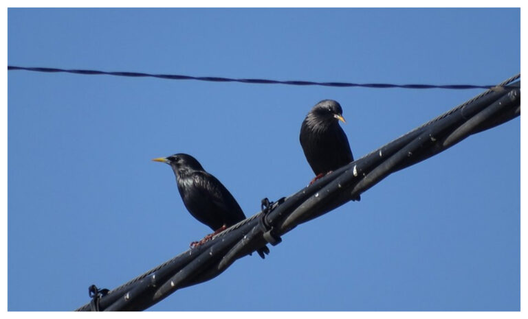 Alerta en España por decenas de aves muertas: investigan si se electrocutaron o los envenenaron