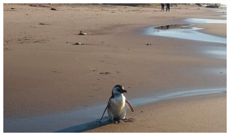 Pingüinos magallánicos sorprendieron a turistas en Las Grutas