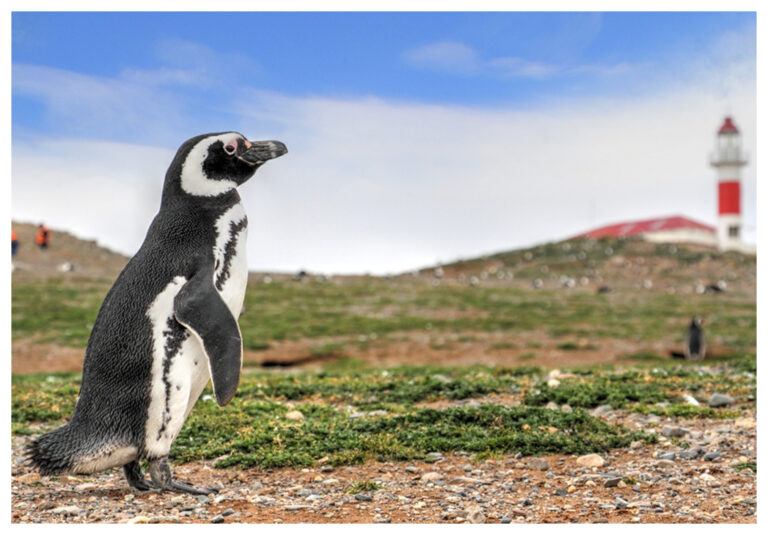 Un 60% disminuyó la colonia de pingüinos magallánico durante la última década