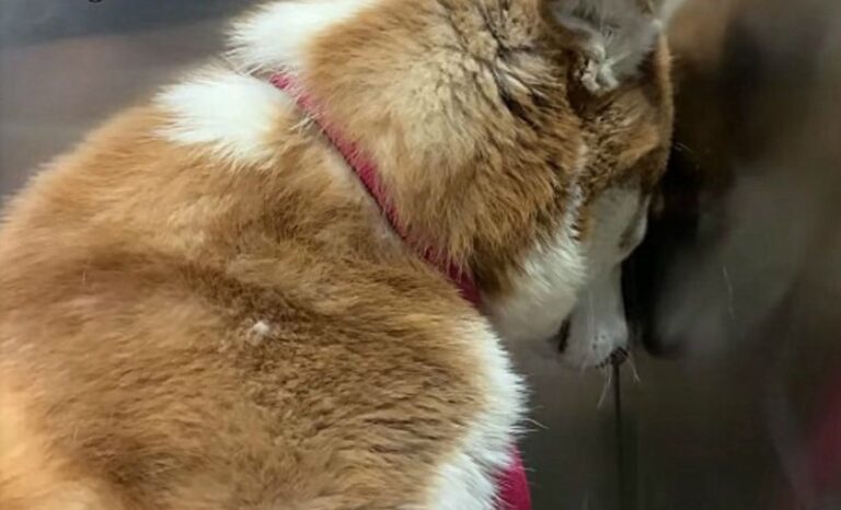 Un perro no despegaba su nariz de la pared por un triste motivo