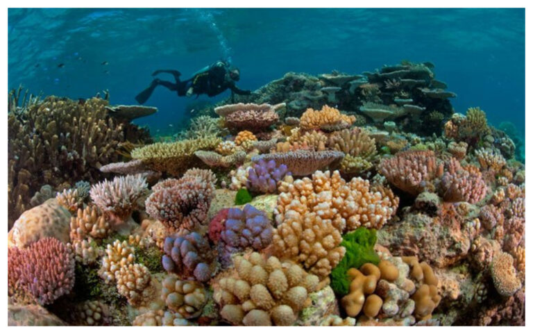 La Gran Barrera de Coral corre serios riesgos por el Calentamiento Global