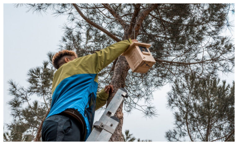 ¿Por qué en España instalan mil cajas nido?