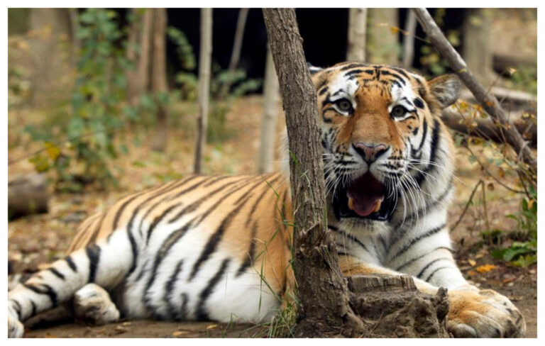 México cuenta con el primer hospital para animales salvajes en América Latina