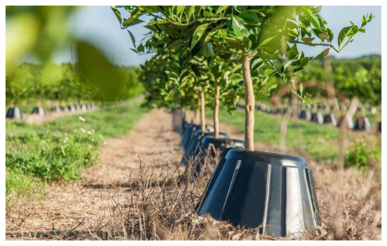 Hoy comienza censo a productores locales de frutales