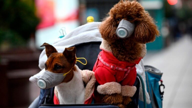 Pusieron a un perro en cuarentena por coronavirus: lo habría contagiado su dueño