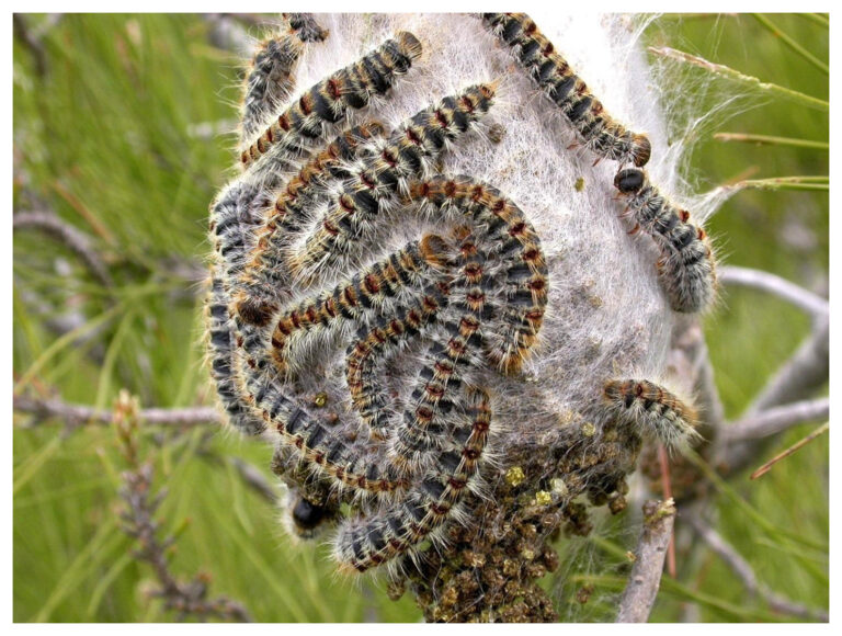 Por qué Madrid avanza en el exterminio de la plaga de las  orugas procesionarias
