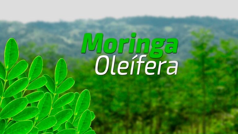 4 maravillosos beneficios para la salud basados ​​en la ciencia de la Moringa Oleífera
