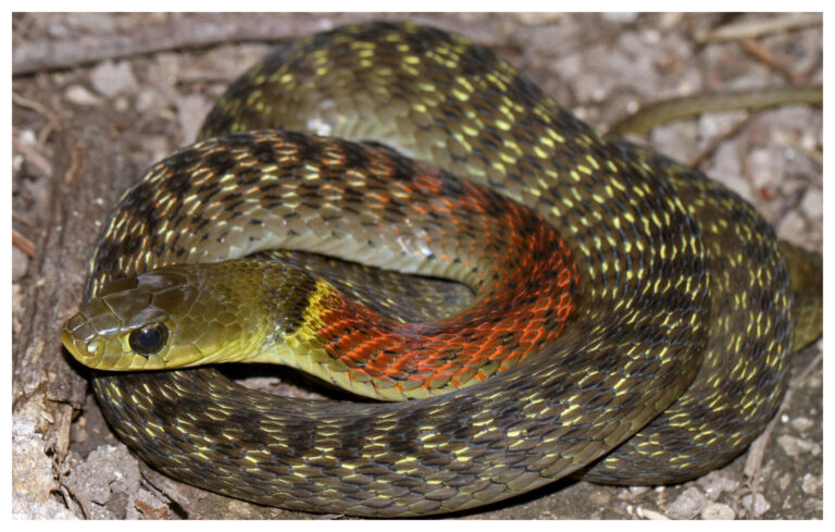 La sorprendente evolución de la serpiente que toma el veneno prestado
