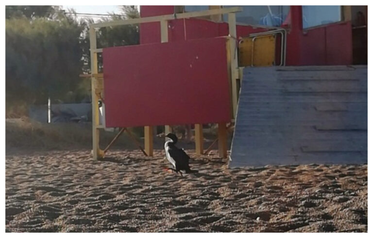 Advierten sobre la aparición de aves y mamíferos en las costas del Chubut