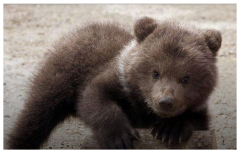 Una ternura! la foto de tres ositos bailando en el medio del bosque