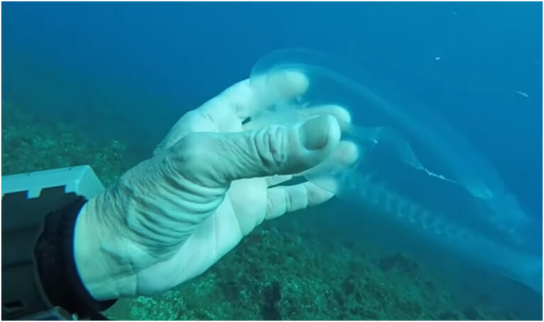 La aparición de un «pez fantasma» sorprende al mundo