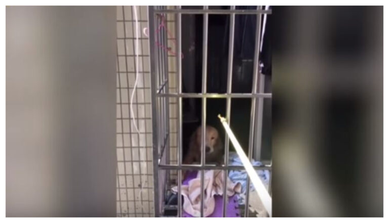 El gran gesto de una vecina con un perro que quedó solo porque su dueño quedó en cuarentena