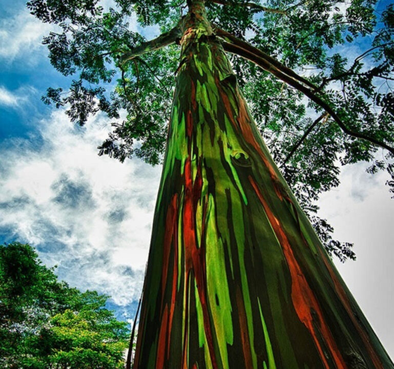 Así luce el Eucalipto Arco Iris, uno de los árboles más bellos del mundo
