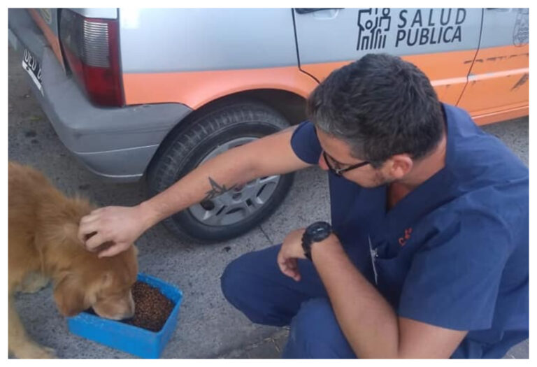 El municipio de Carlos Paz salió a darle de comer a los perros callejeros