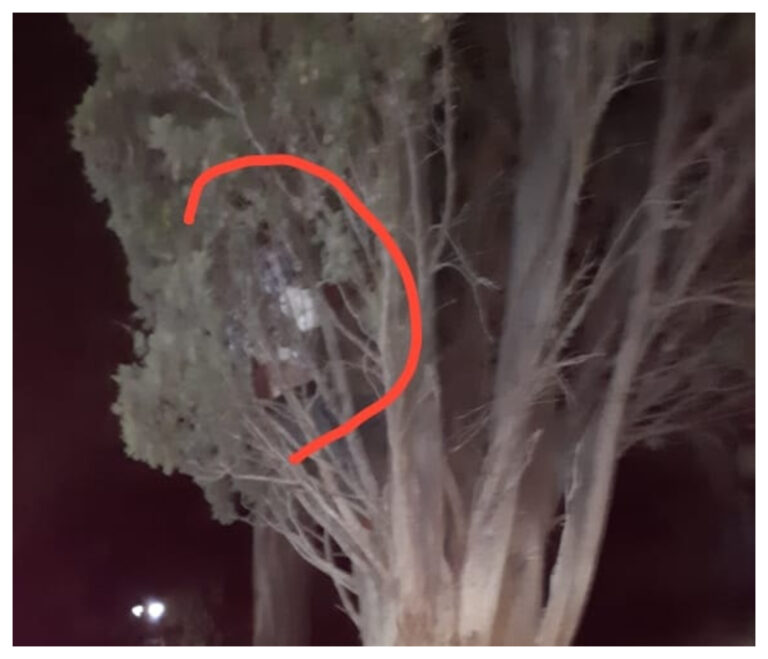 Incumplía con el aislamiento, vio a la policía e intentó camuflarse en un árbol