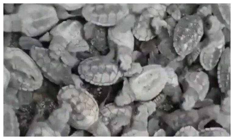 Nacieron 97 tortugas en peligro de extinción en una playa que quedó vacía por la cuarentena