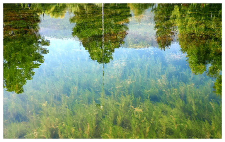 Las increíbles imágenes de la laguna de la plaza Pagano en cuarentena