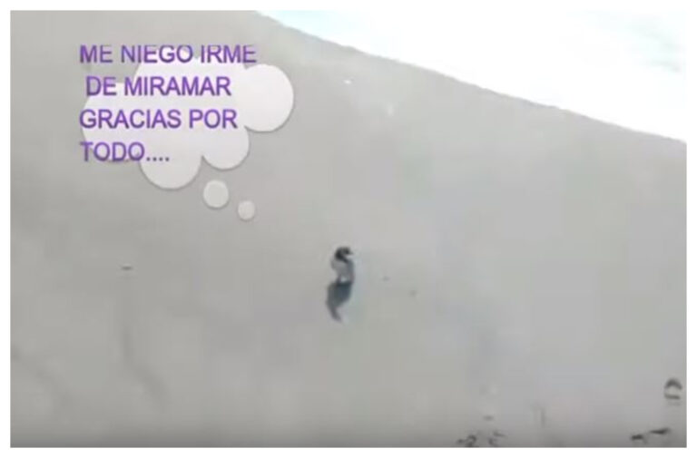 Un pingüino «rompió la cuarentena» y paseó por Miramar