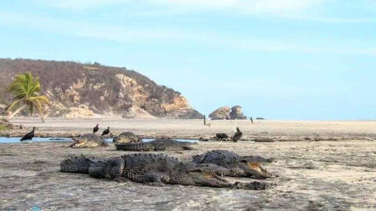 Detectan cocodrilos en las playas debido a la ausencia de turistas