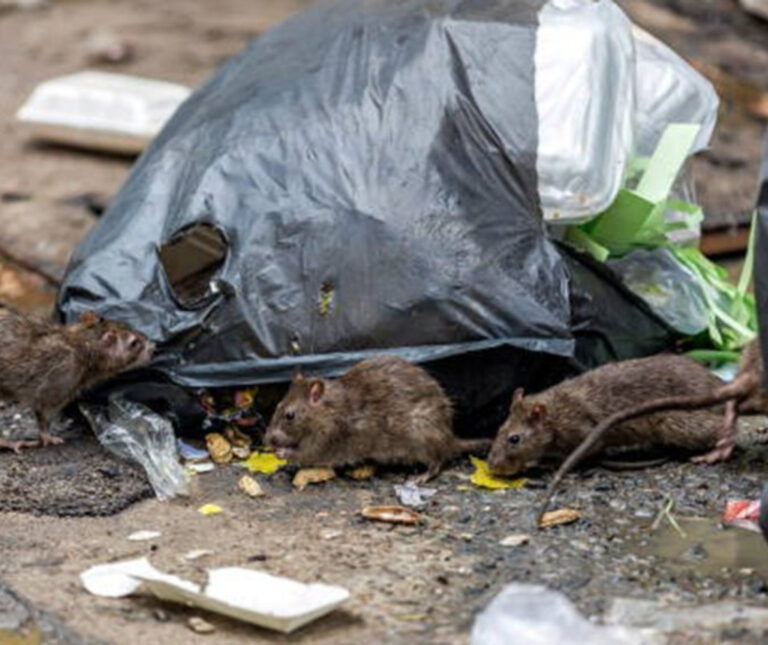 Un vecino advierte sobre una invasión de grandes ratas en calle Cerro San Bernardo