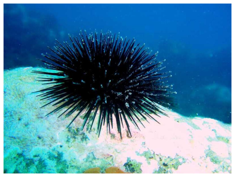 Científicos de Chubut hallaron una molécula en erizos de mar que podría combatir la pandemia