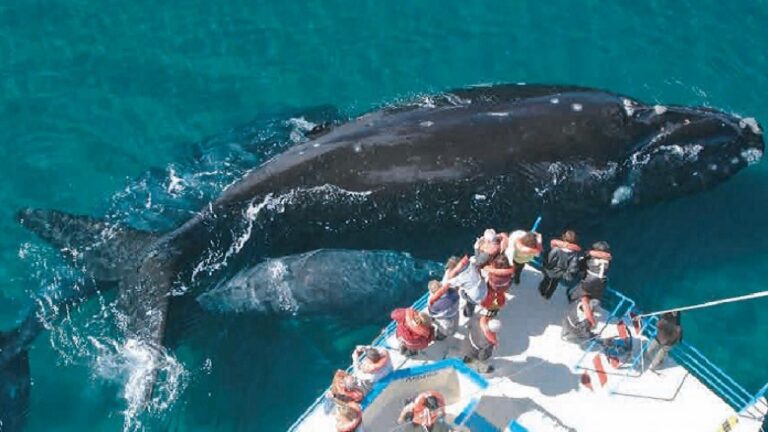 Puerto Madryn presenta su sello de Calidad Sanitaria para alojamiento y gastronomía
