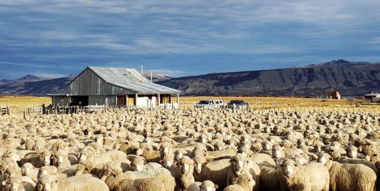 Chubut posibilitó que empresas esquiladoras trabajen aplicando el protocolo de prevención