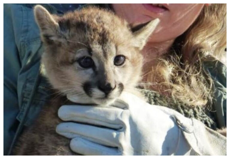 Una cría de puma fue encontrada caminando por las calles de El Calafate