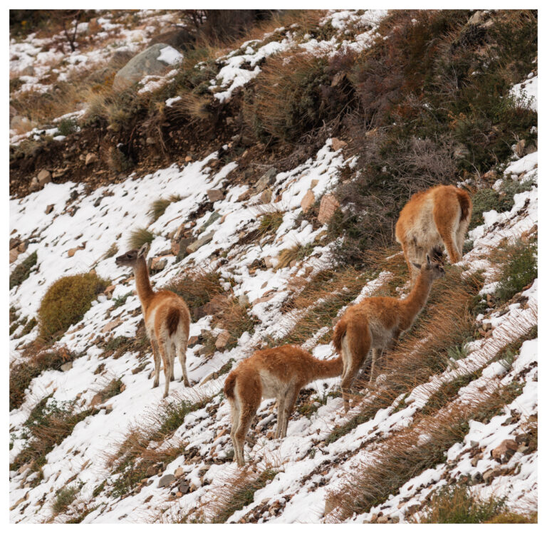 La primera nevada y una inusual presencia de guanacos: una postal extraoordinaria camino al CAM La Hoya en Esquel